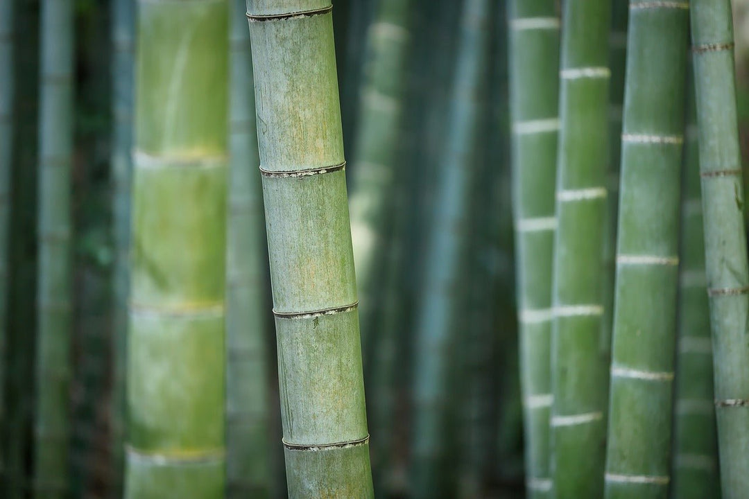 Why We Choose Bamboo and 100% Organic Cotton Fabrics