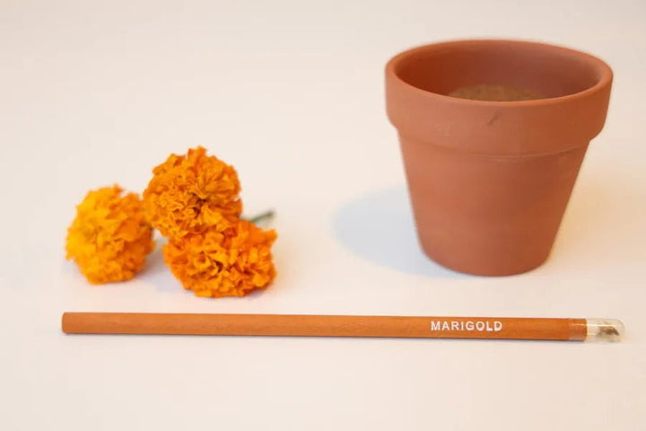 EcoGrow Seed Pencils – Set of 5